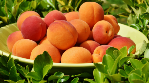apricots helps raise hemoglobin levels