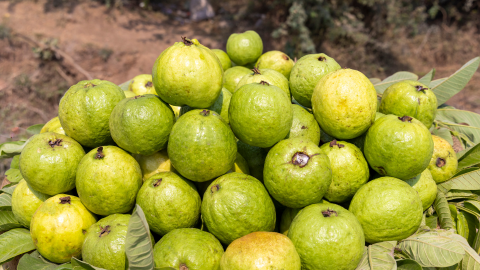 guava helps raise hemoglobin levels